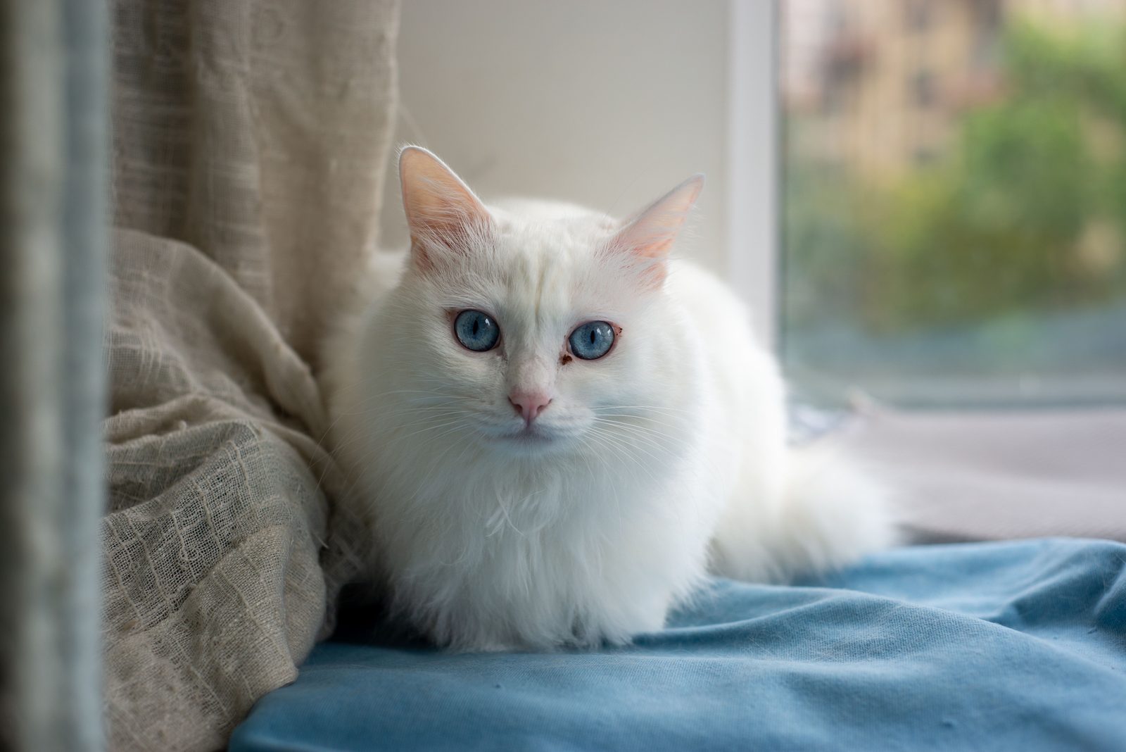Angora turc