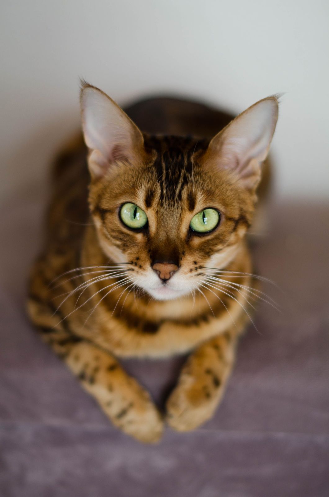 Bengal