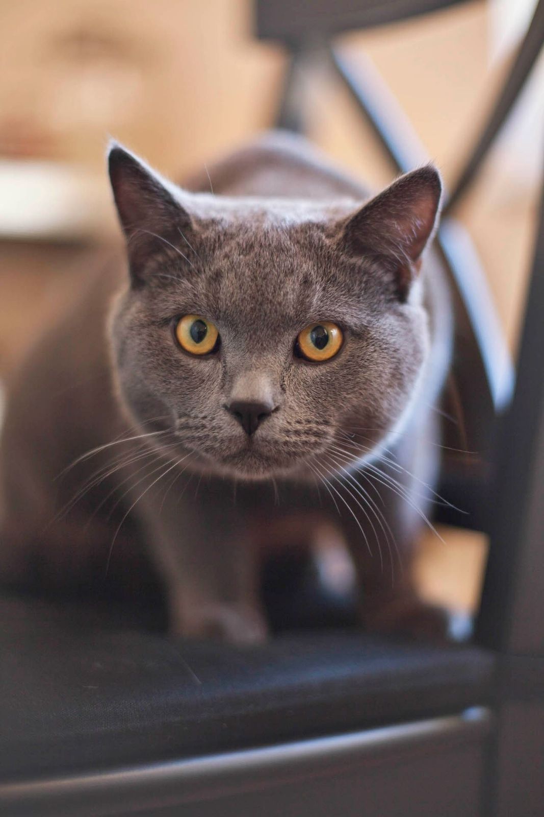 British Shorthair