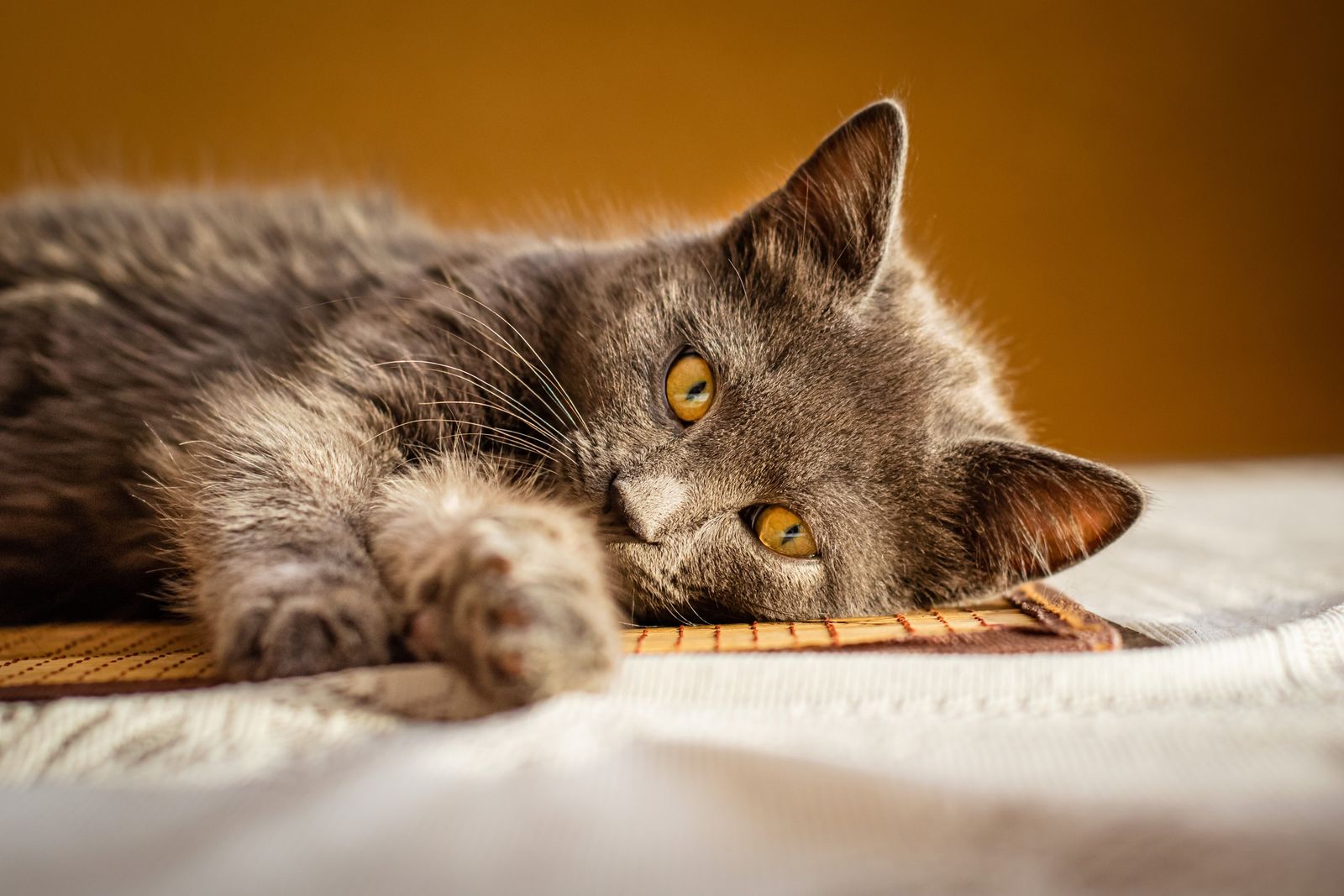 Chartreux