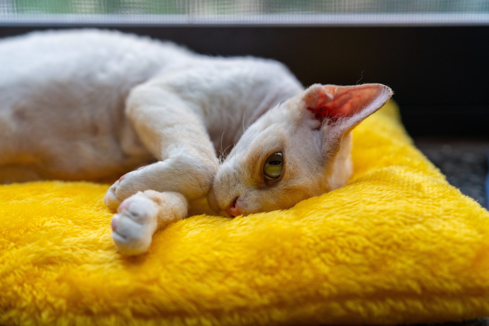 Cornish Rex