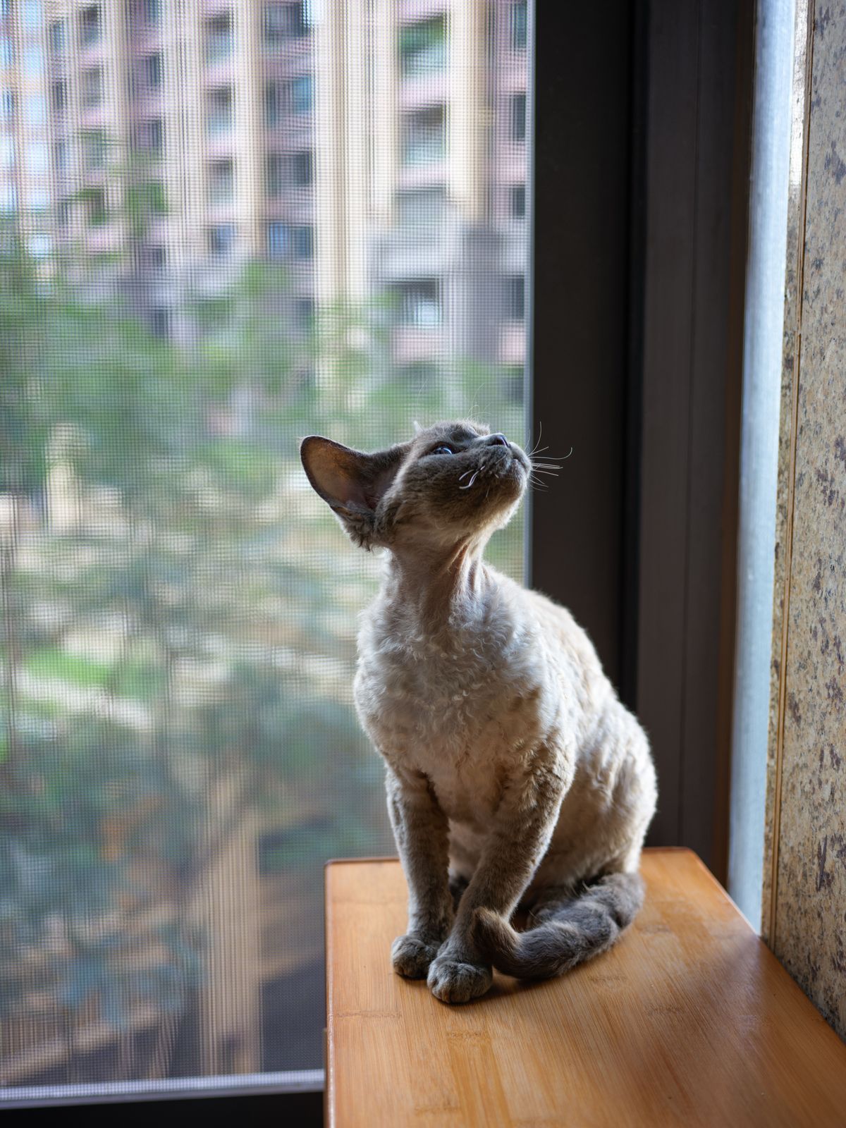 Devon Rex
