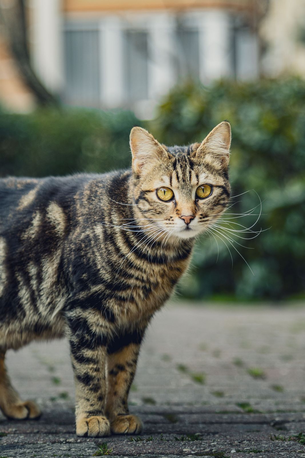 Chat Européen