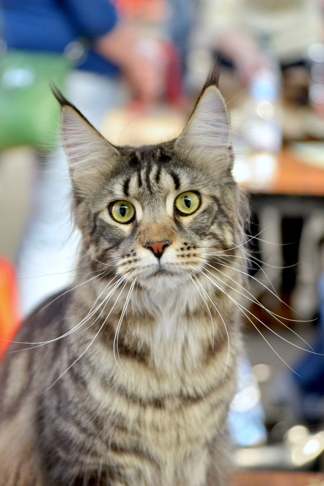 Maine Coon