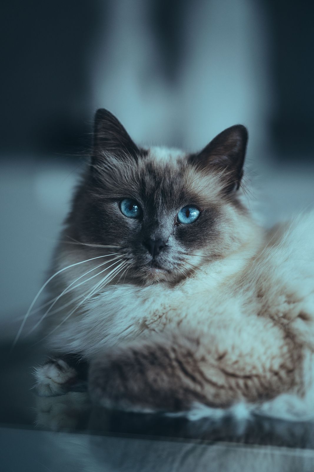 Ragdoll