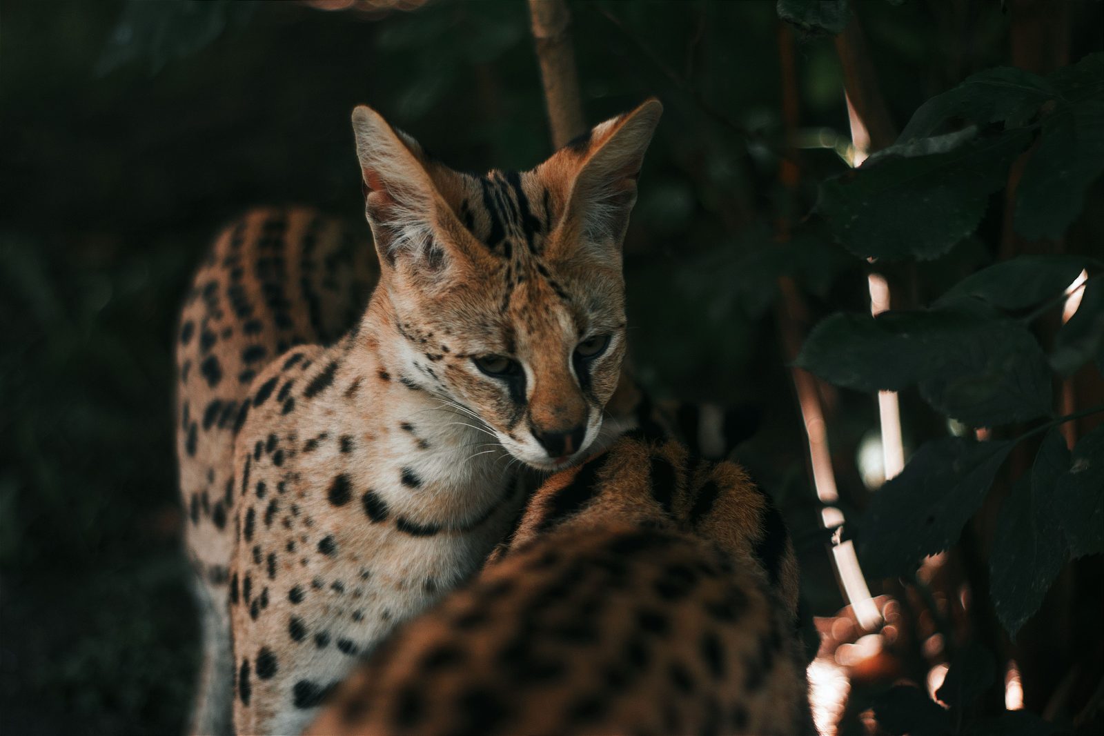 Savannah