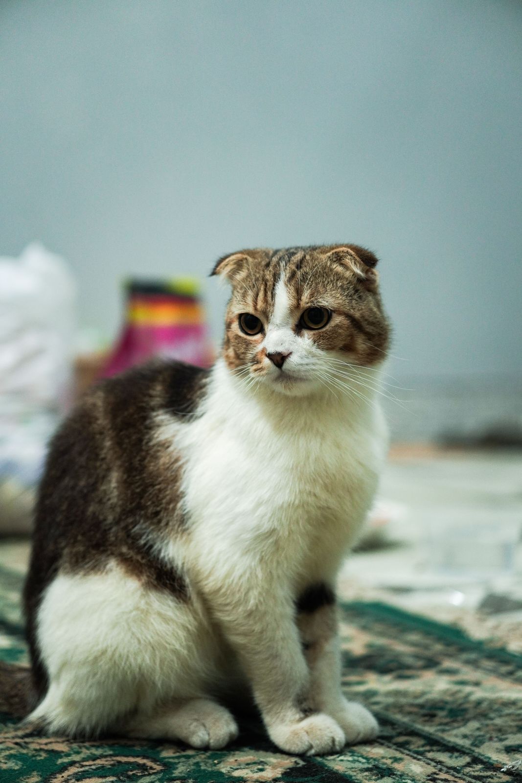Scottish Fold