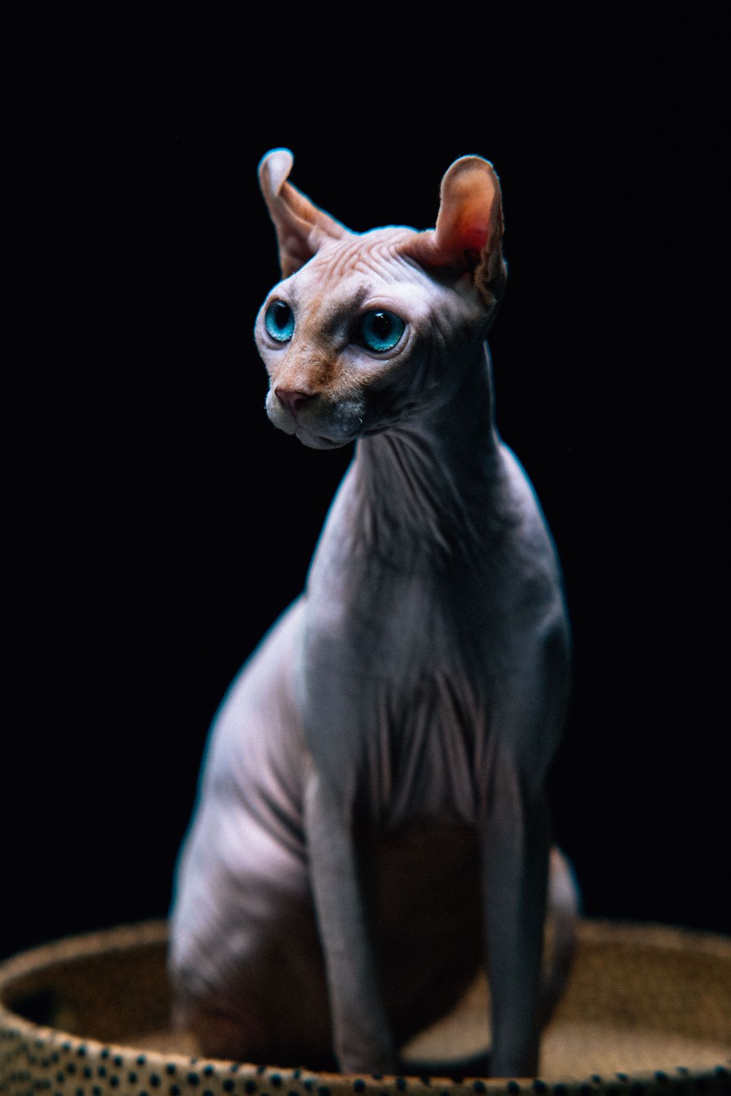 Sphynx