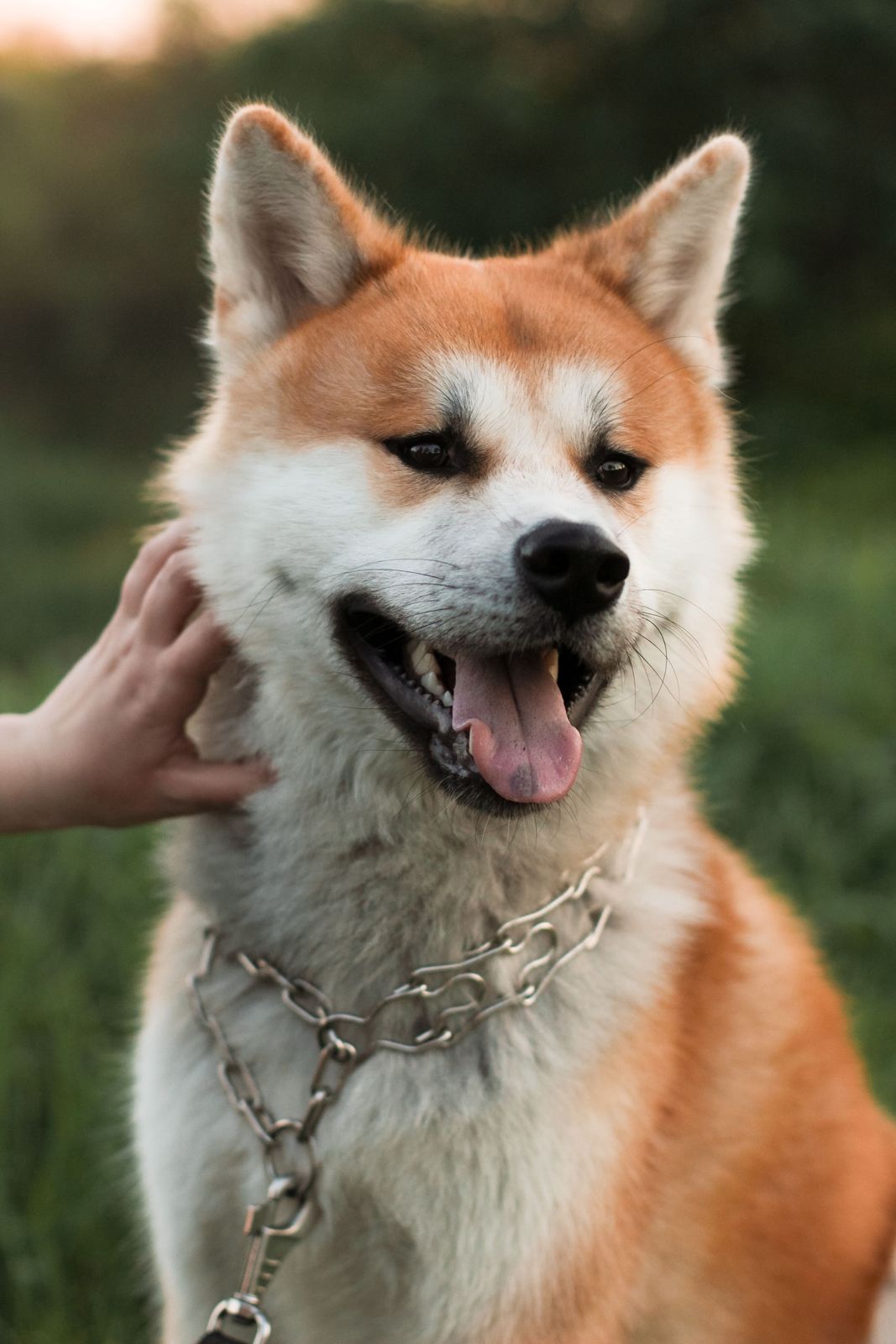 Akita Inu