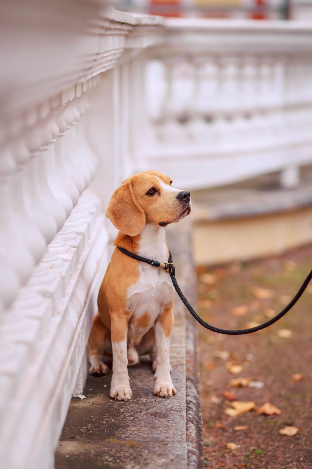 Beagle