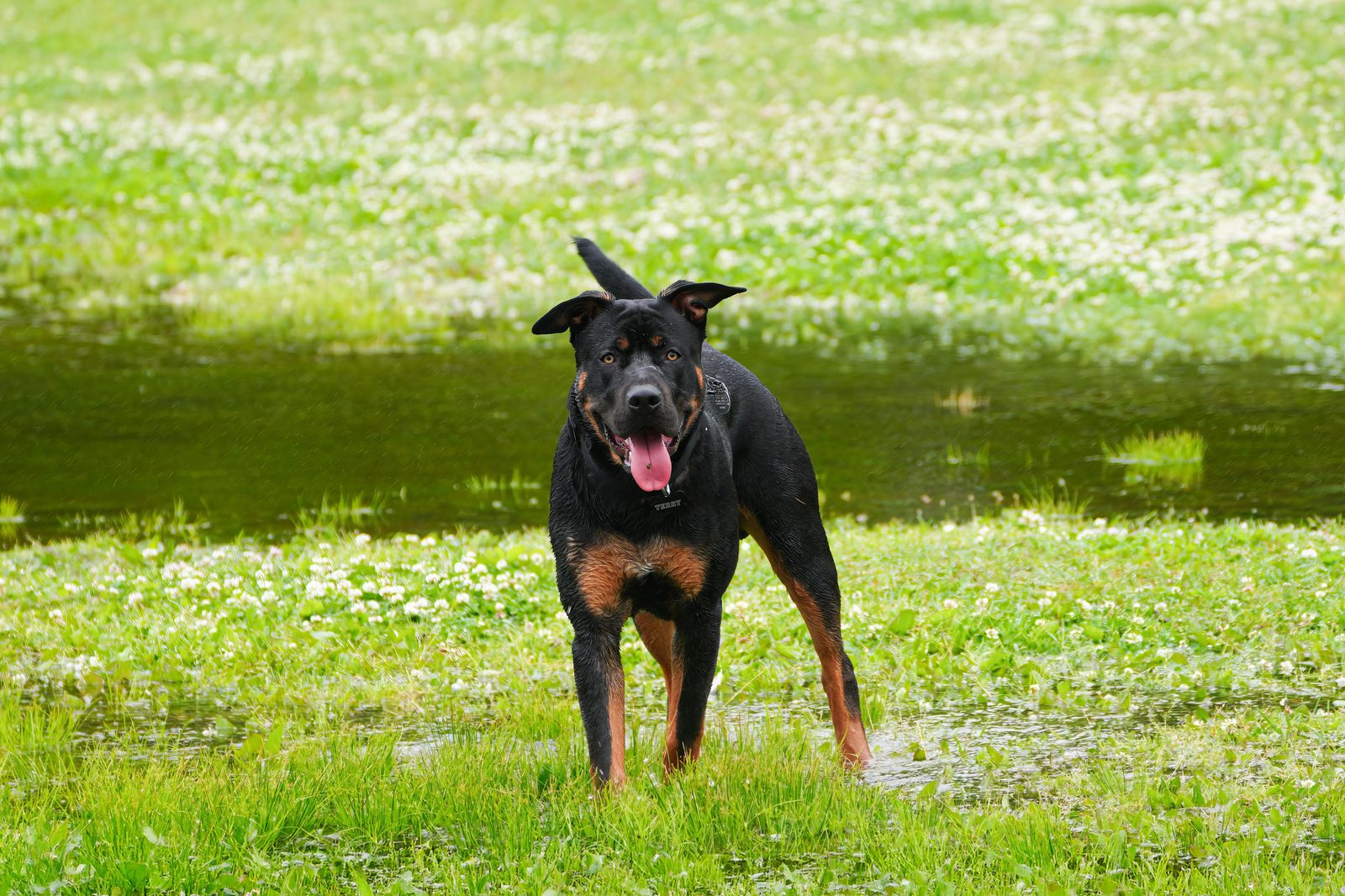 Beauceron