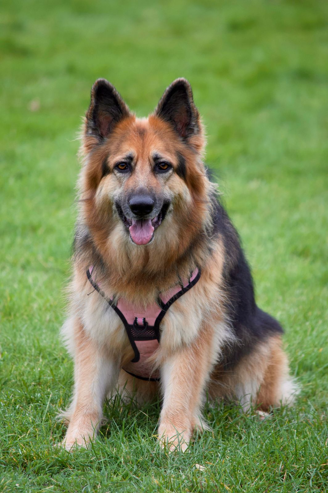 Berger allemand