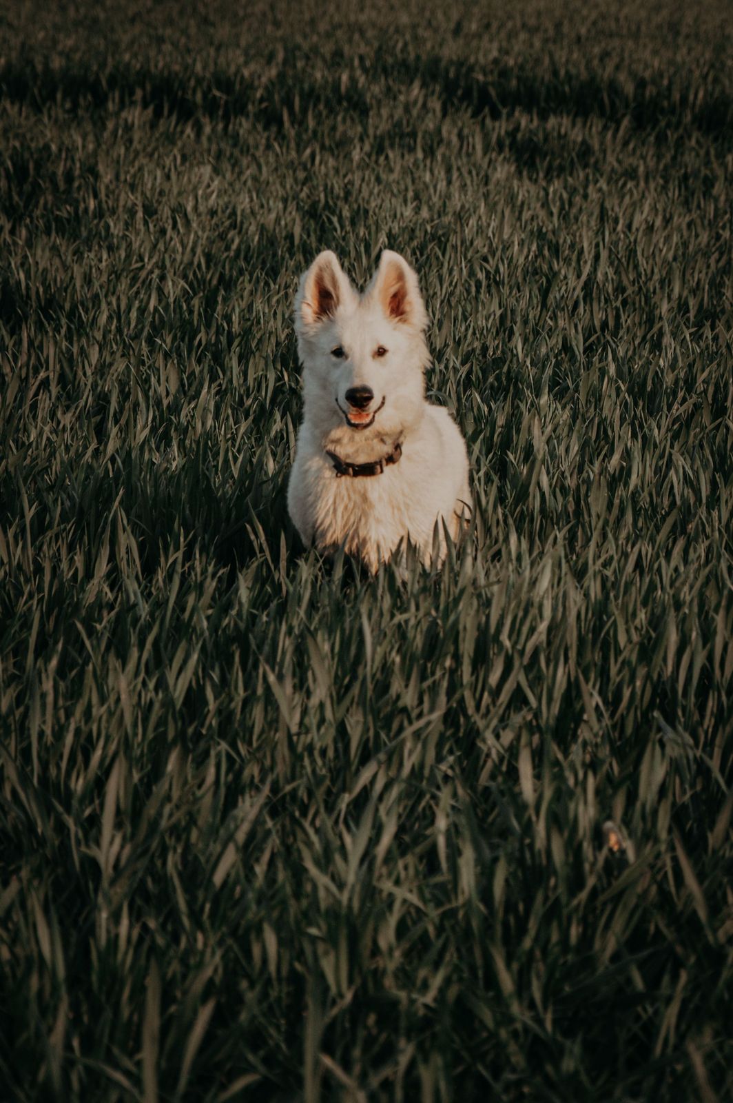 Berger Blanc Suisse