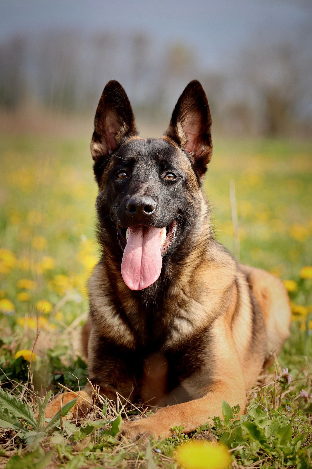 Berger Malinois