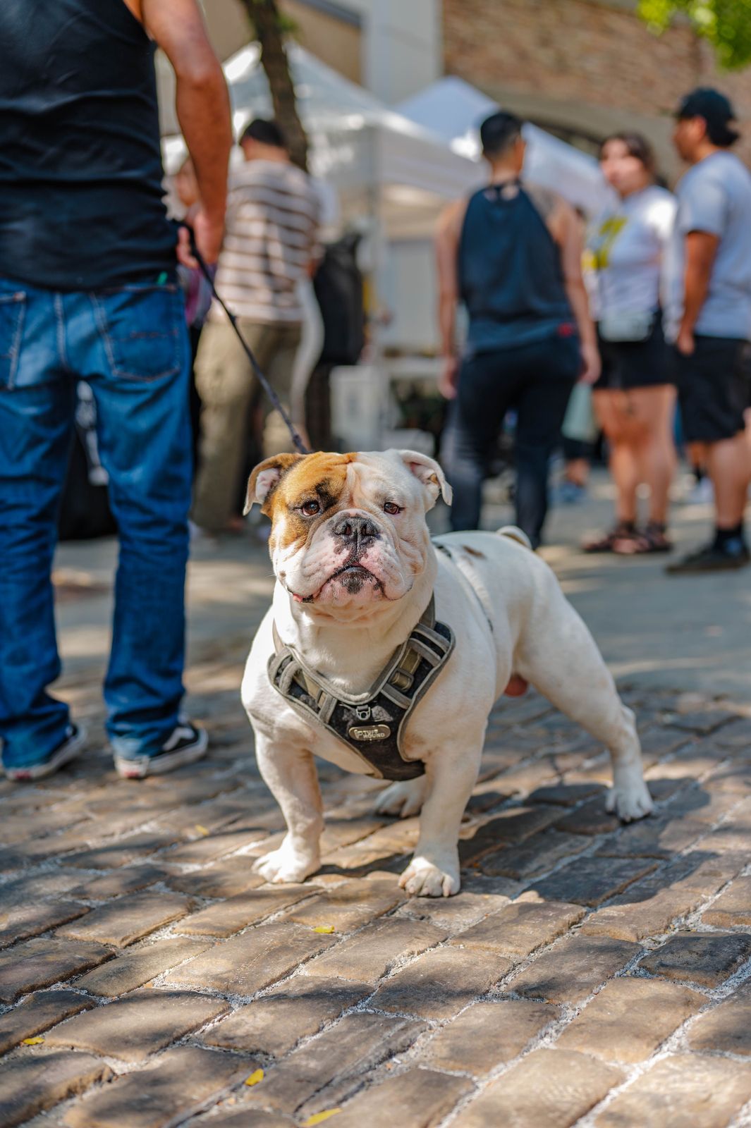 Bouledogue Anglais