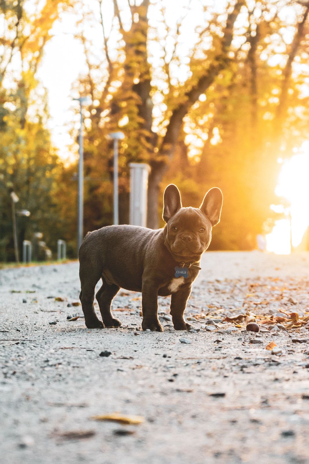 Bouledogue français