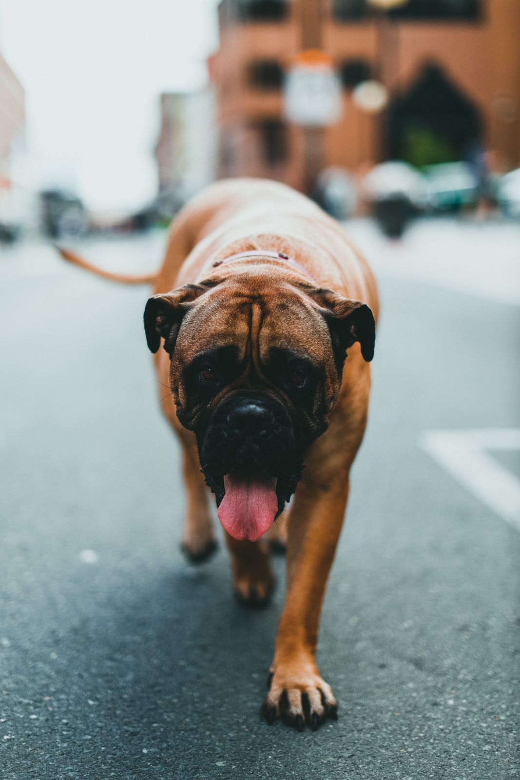 Boxer