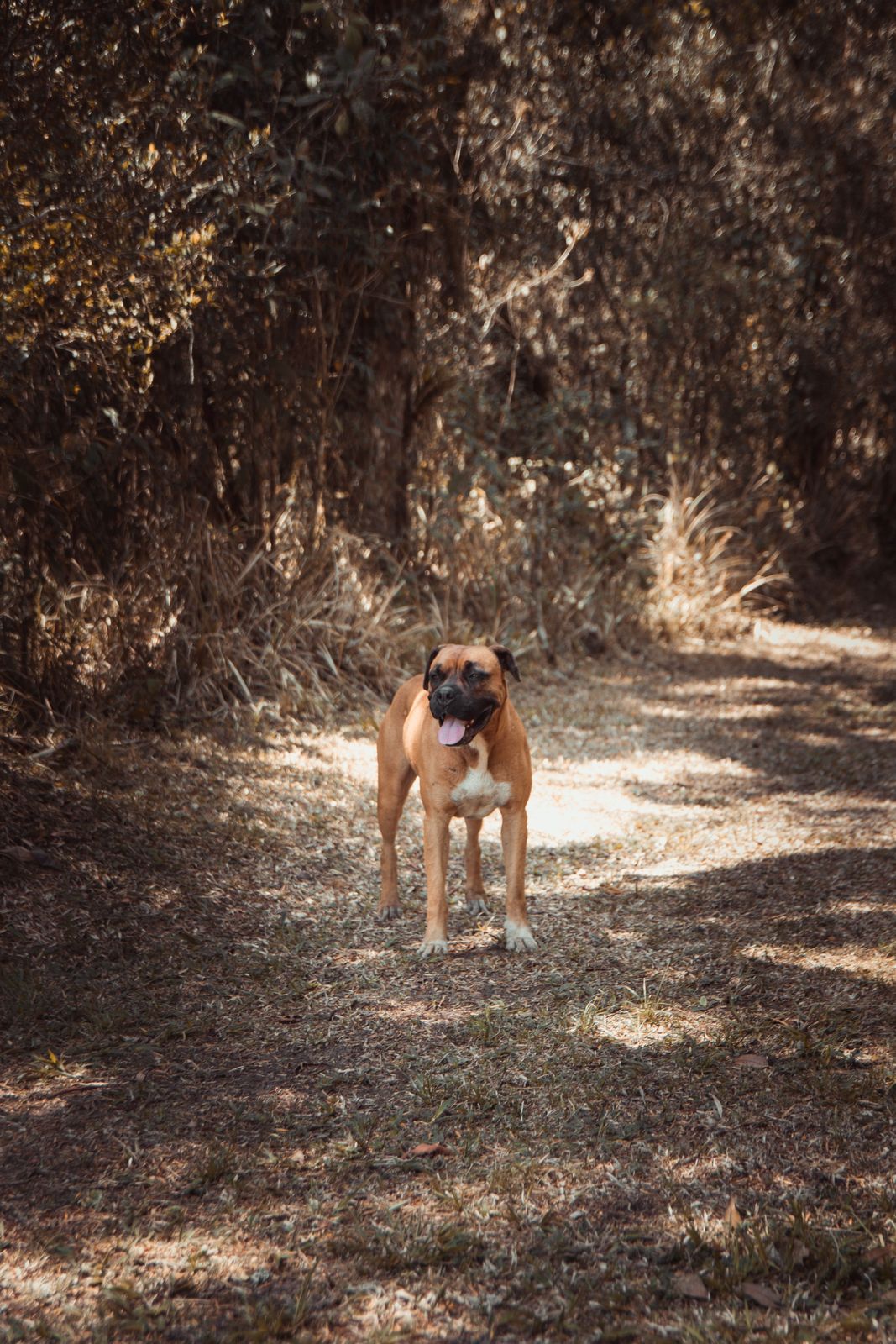 Bullmastiff