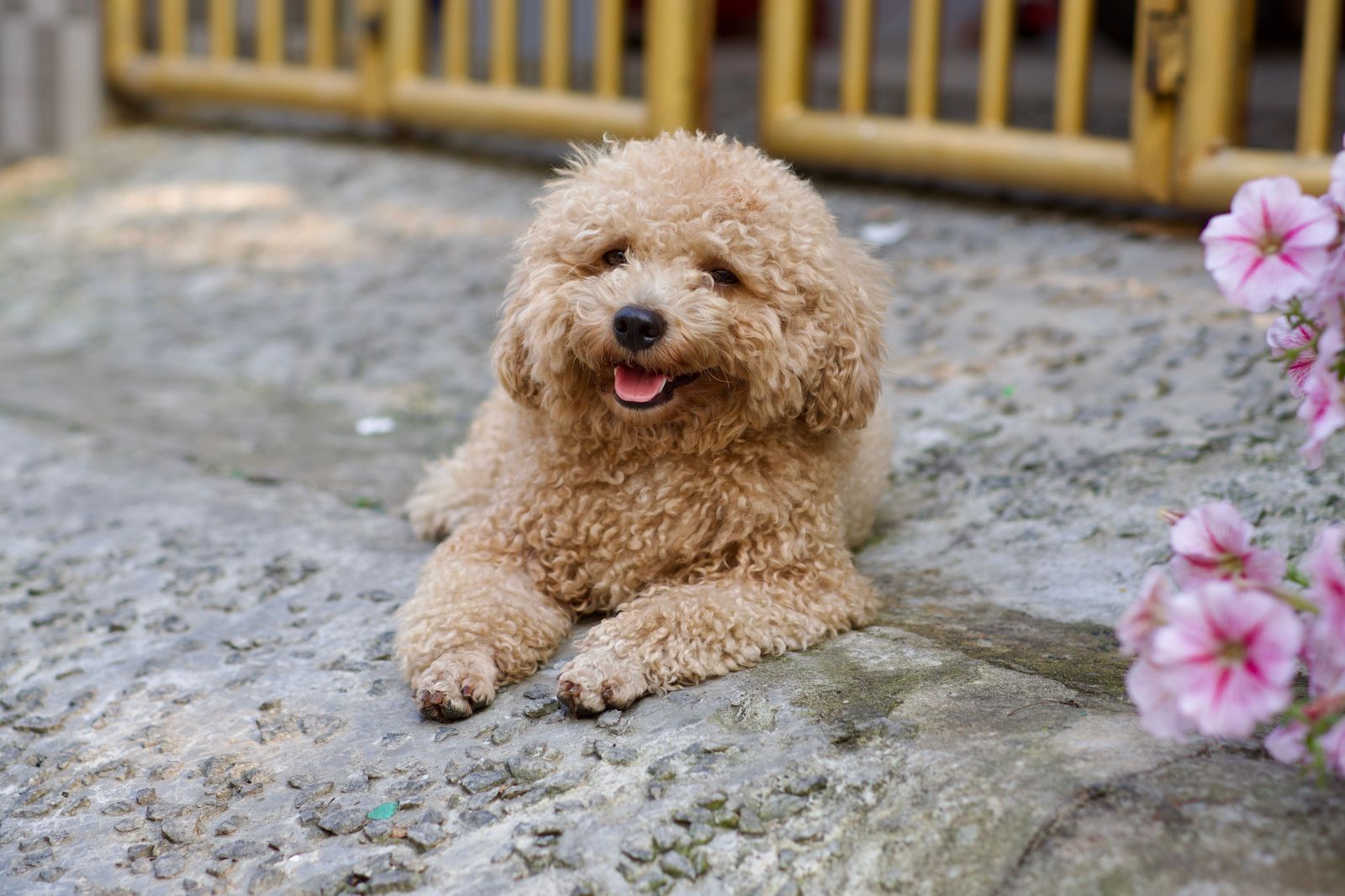 Caniche
