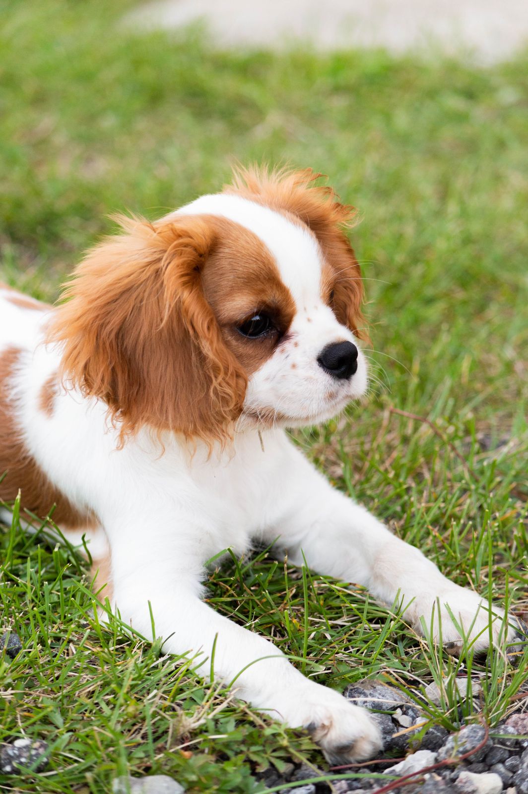 Cavalier King Charles