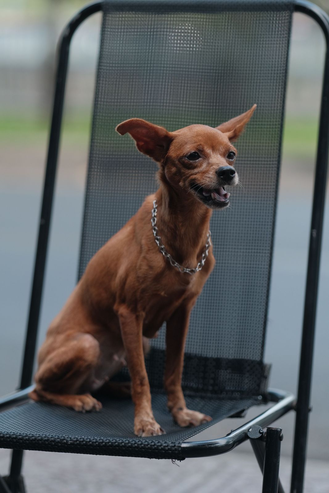 Chihuahua