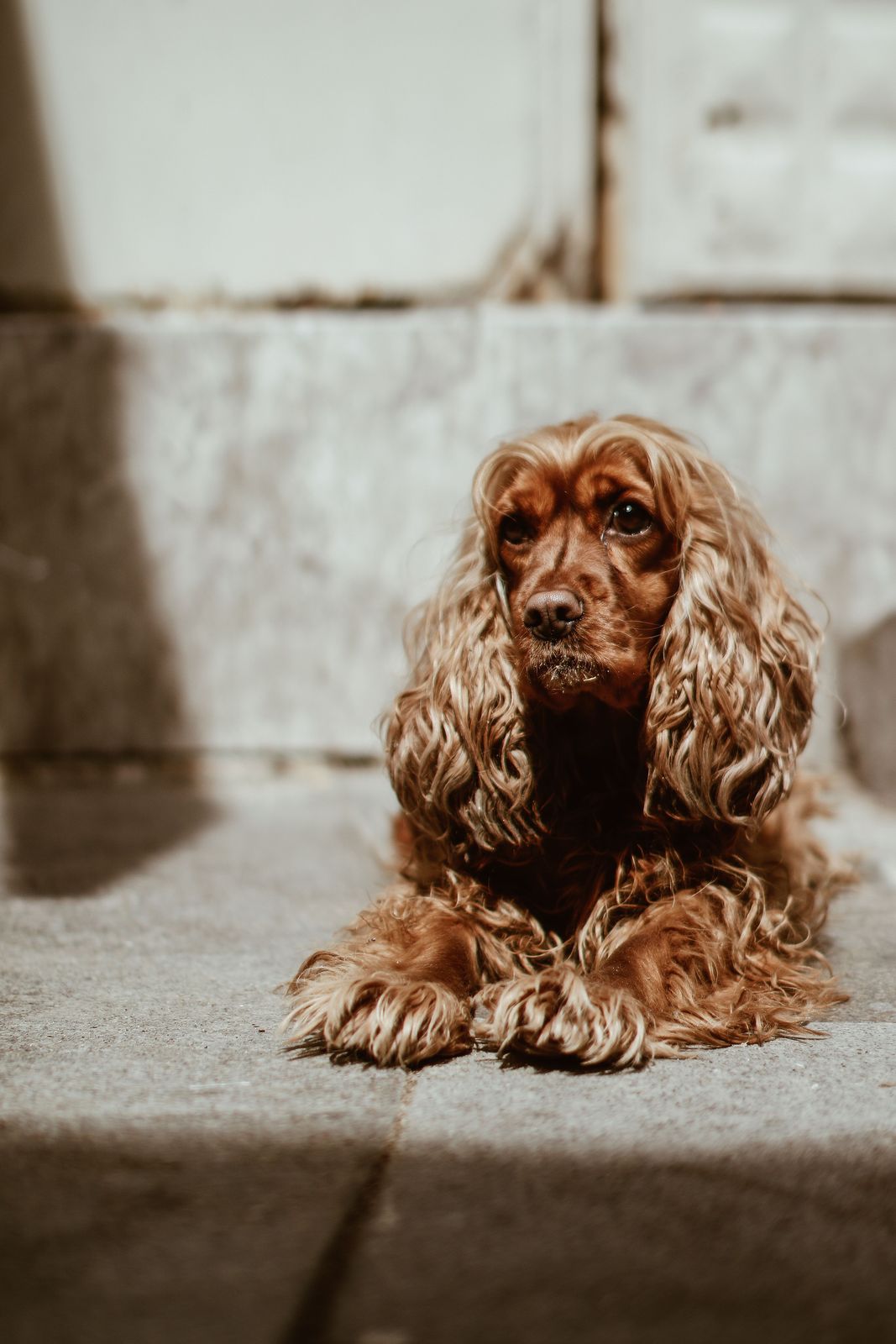 Cocker Spaniel