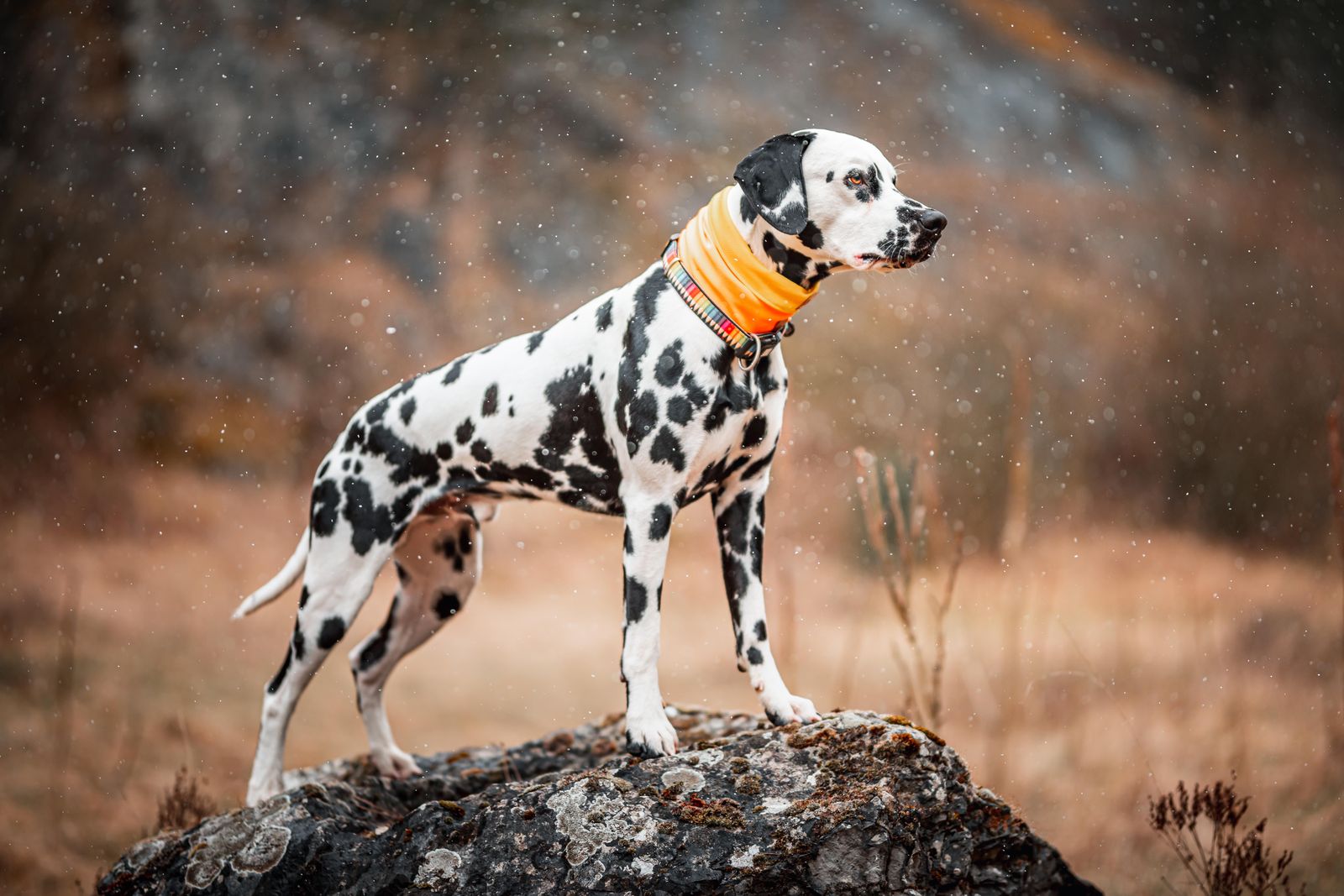 Dalmatien