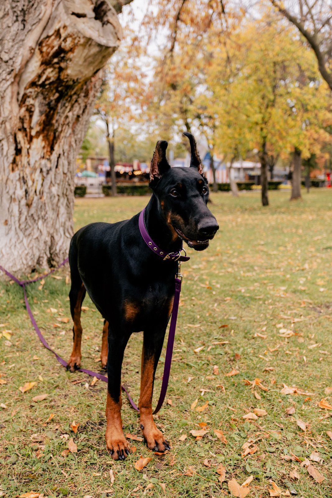 Dobermann