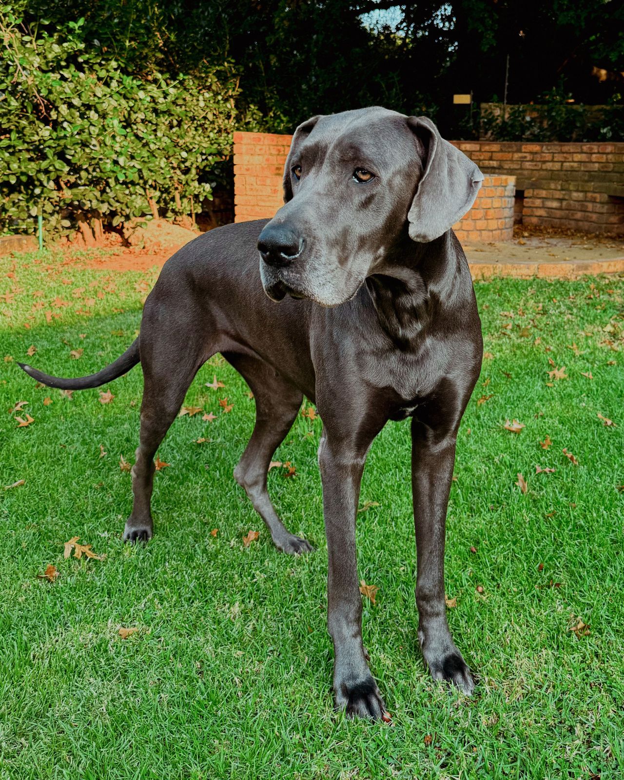 Dogue Allemand