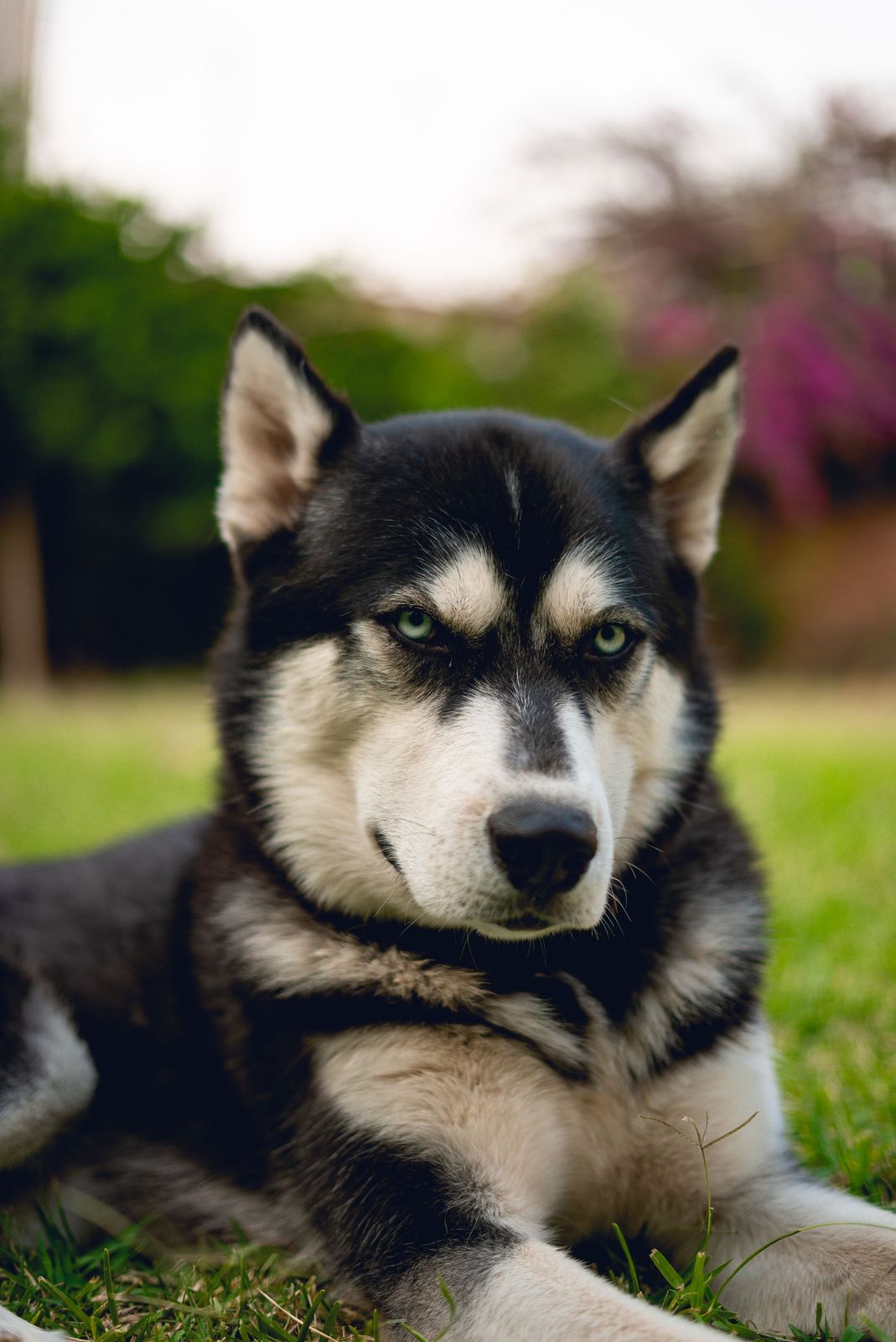 Husky Sibérien