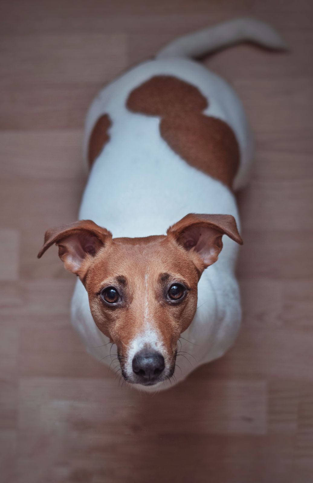 Jack Russell