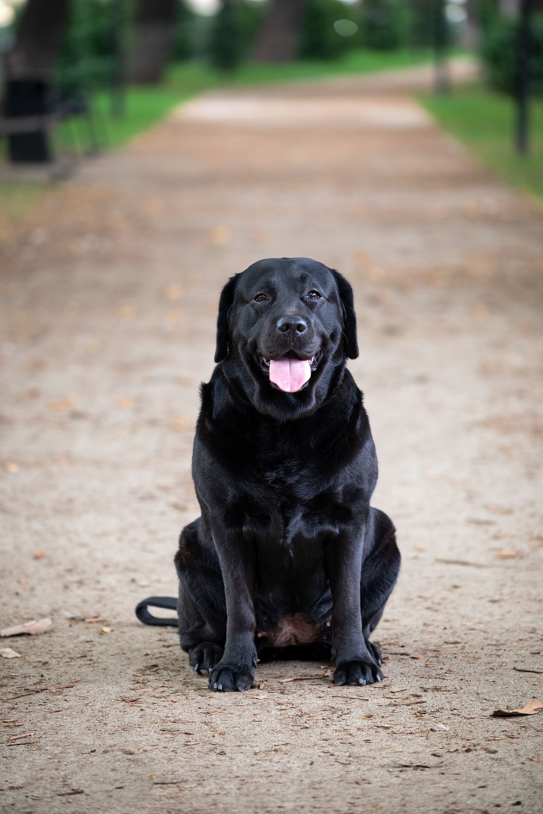 Labrador