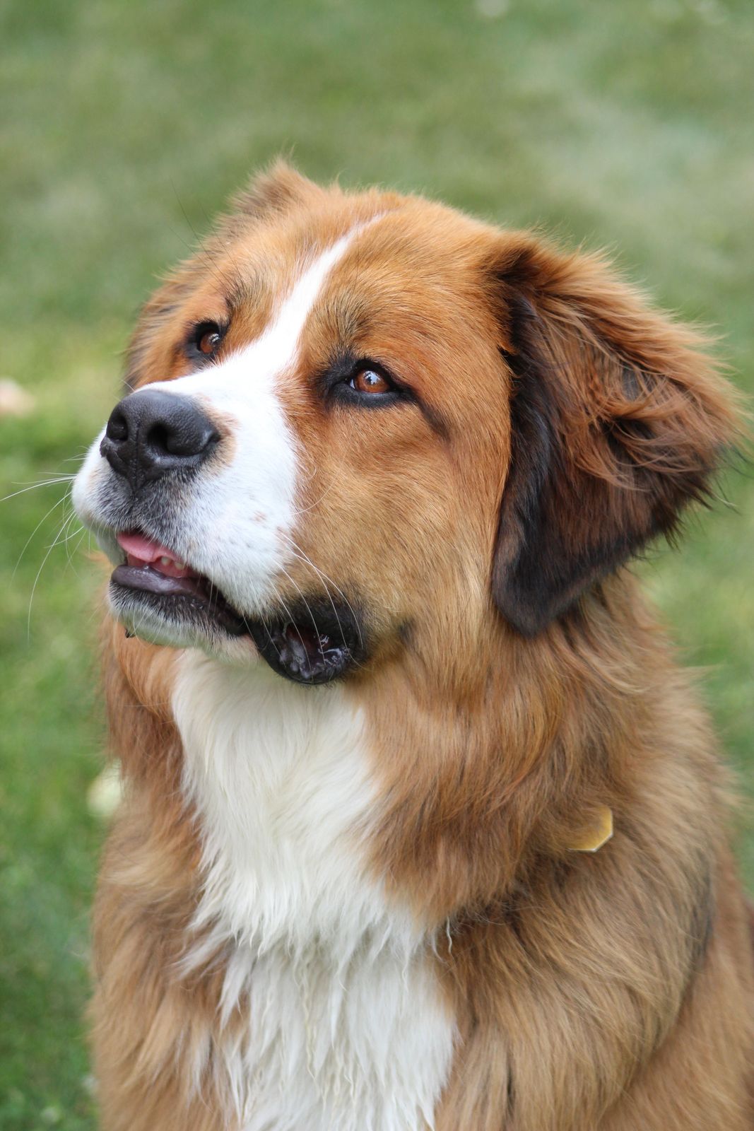 Saint-Bernard