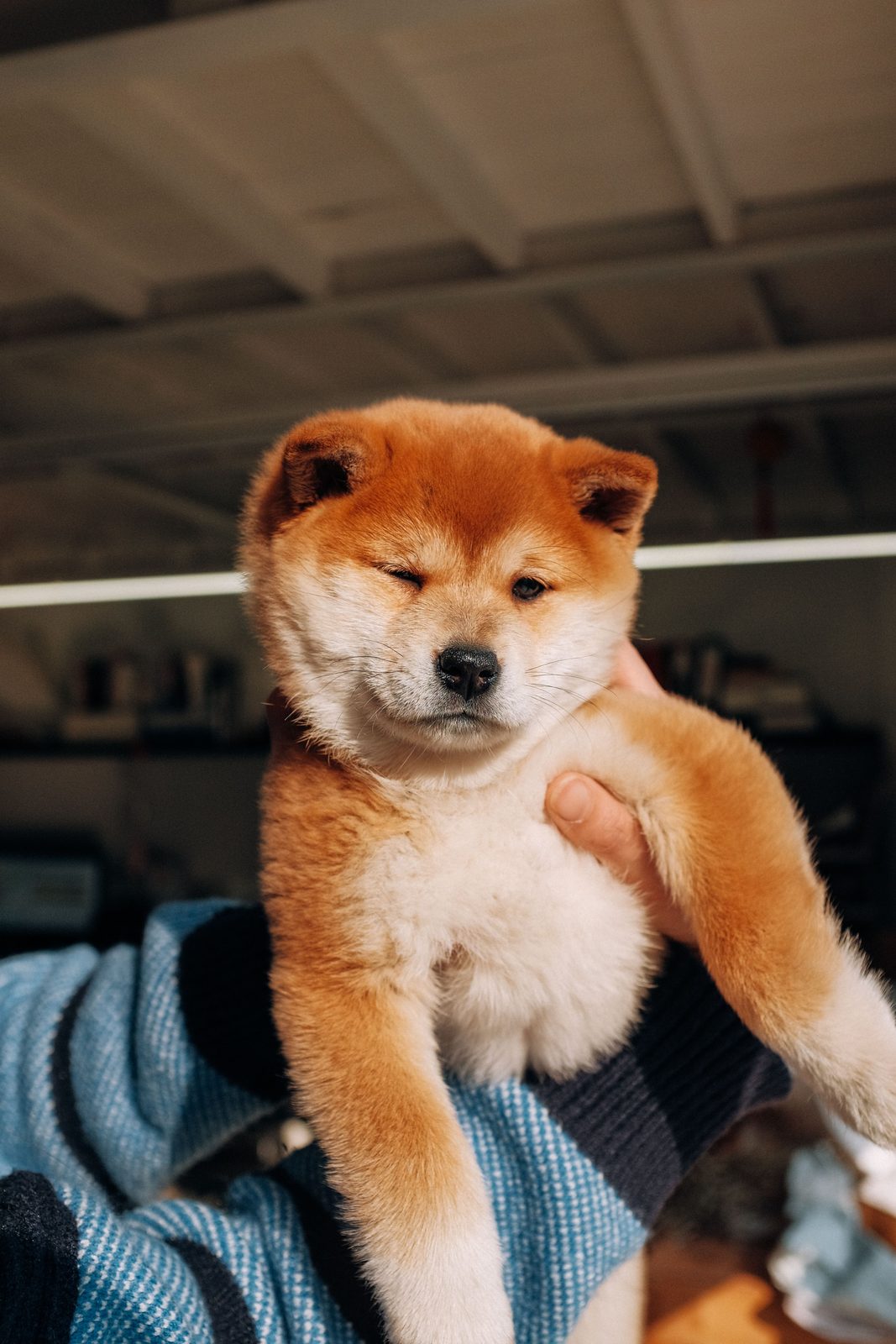 Shiba Inu