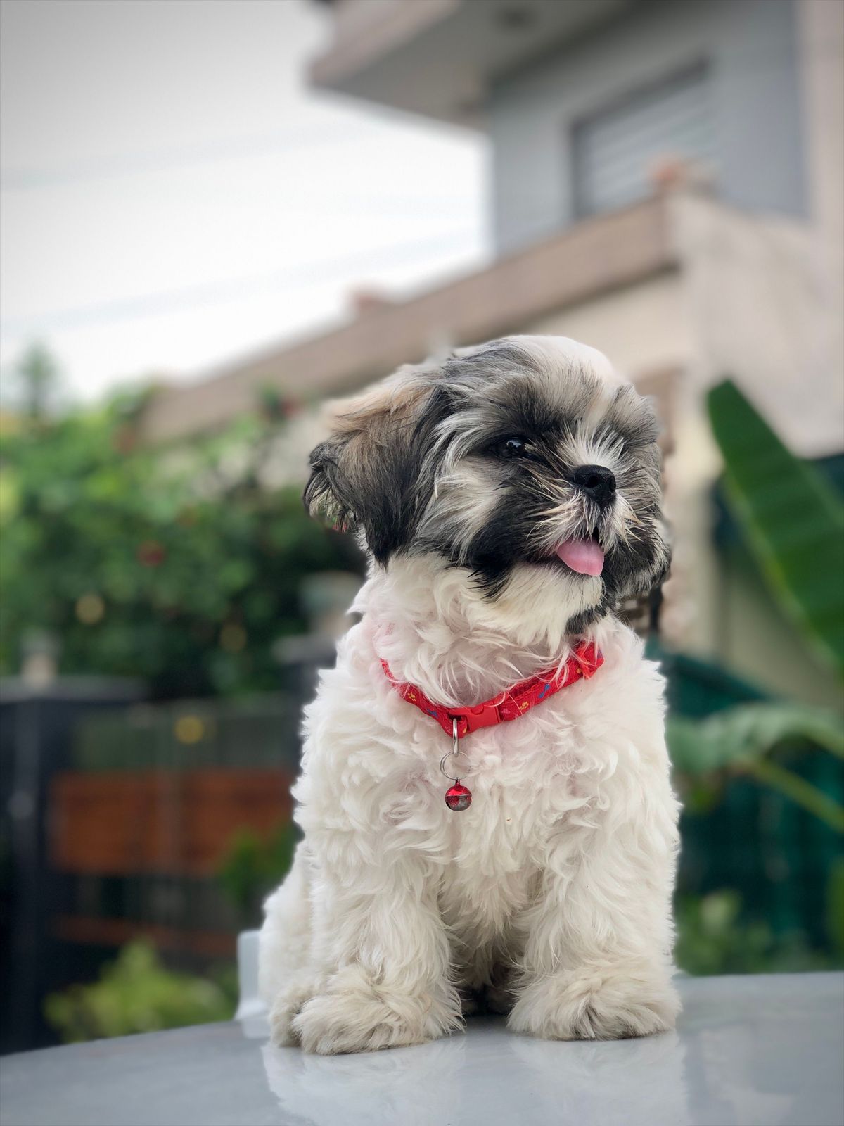 Shih Tzu