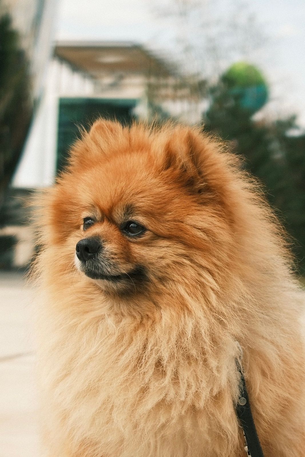 Spitz Nain