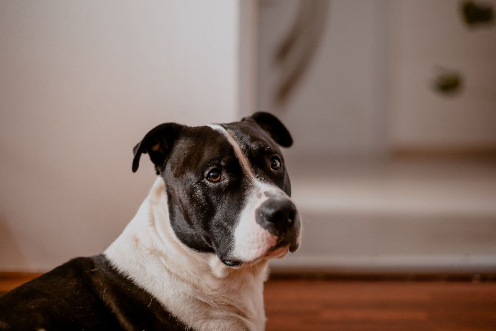 Staffordshire Terrier