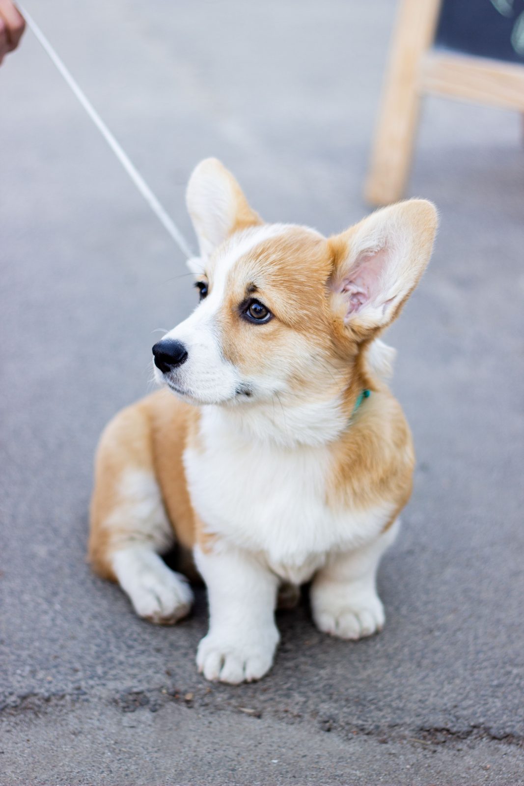 Welsh Corgi