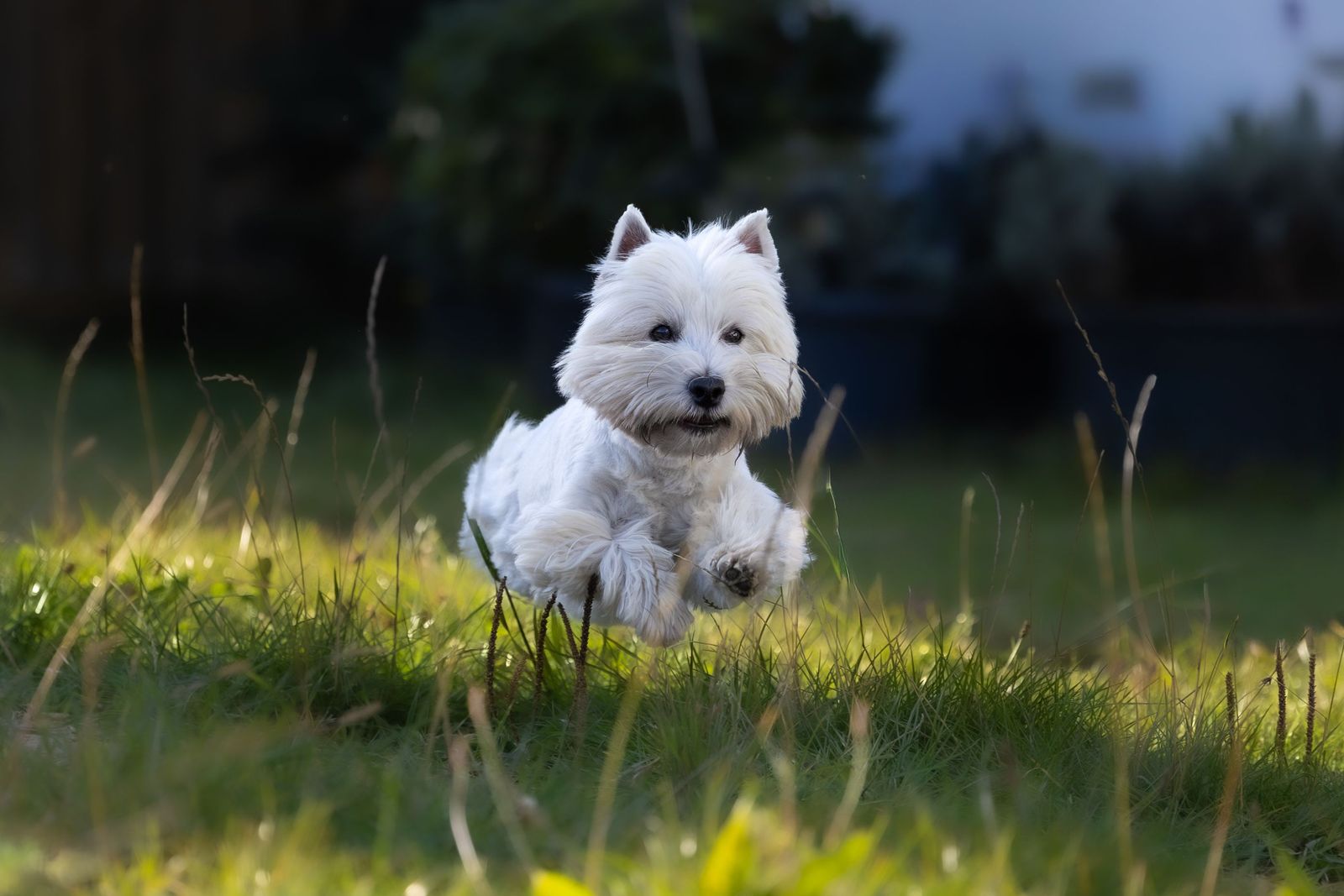 Westie