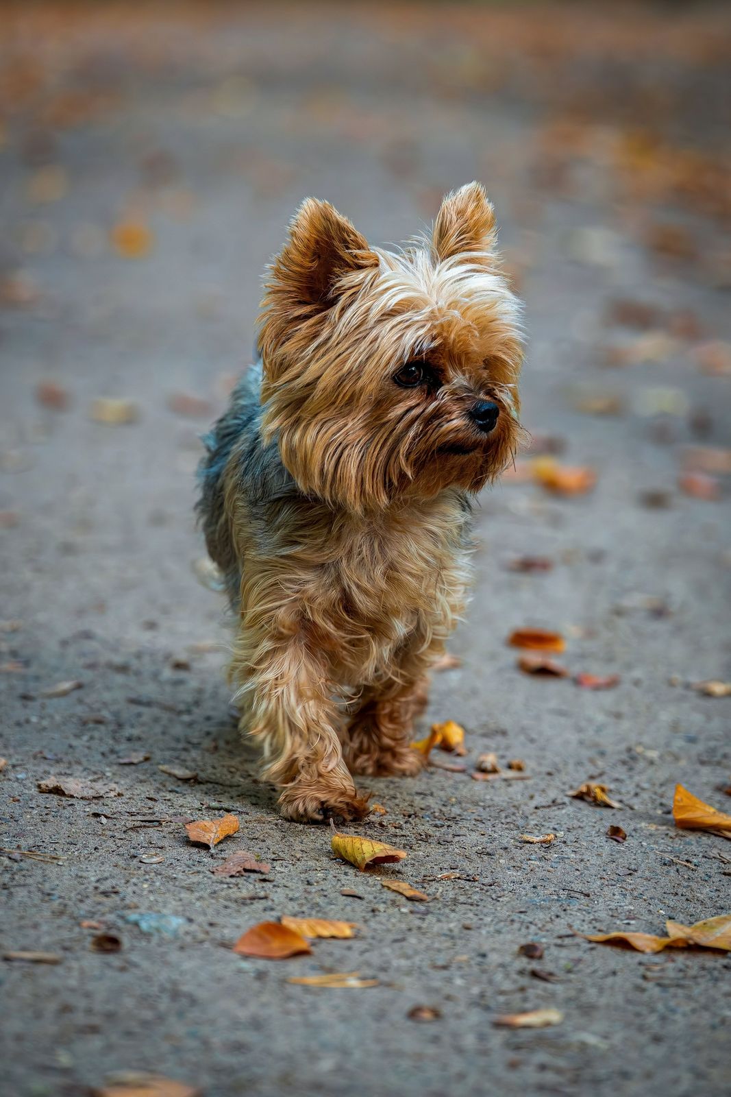 Yorkshire Terrier