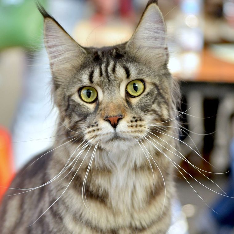 Chat en bonne santé