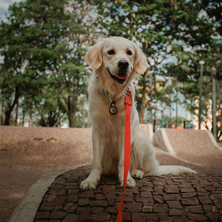 Chien en bonne santé